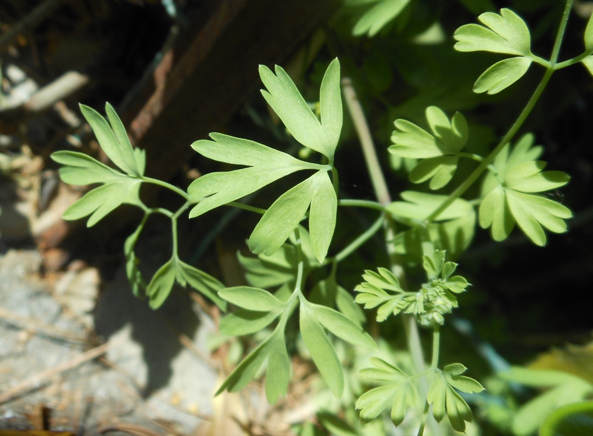 Fumaria flabellata / Fumaria a ventaglio